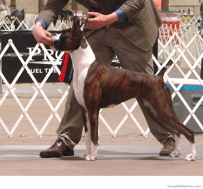 Bella in the ring!