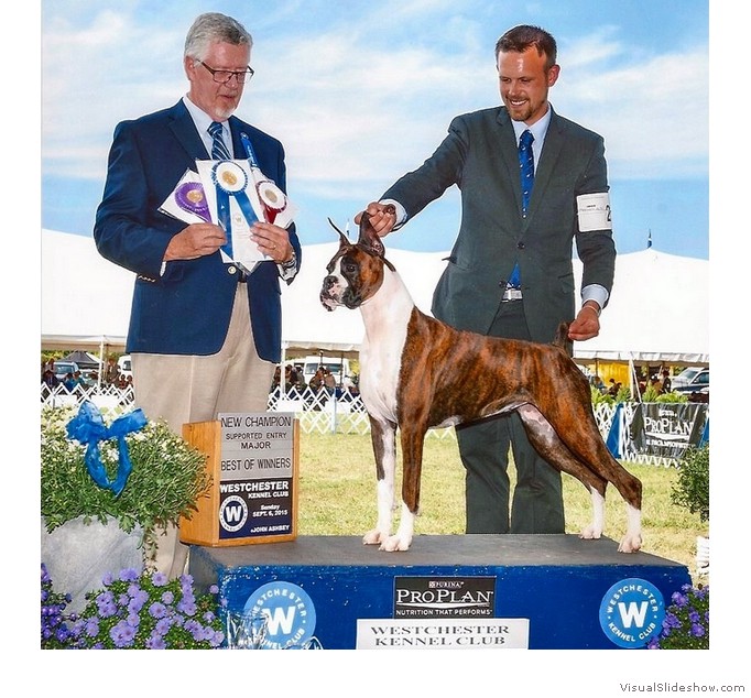 Bella takes WB, BW, BOS and a 4
                                point major to complete her AKC
                                championship requirements at the
                                Westchester KC show on September 6, 2015
                                under judge Dr. Michael J. Woods,
                                handled by Zack Helmer.