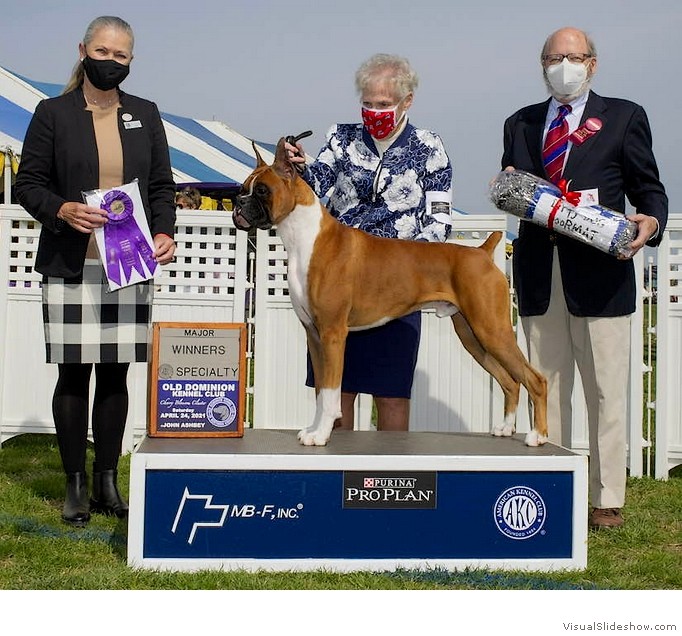 Bob takes WD and a 5 point major at
                                the Potomac Boxer Club specialty (held
                                in conjunction with the Old Dominion KC
                                of Northern Virginia) on April 24, 2021
                                under judge Mrs. Paula Nykiel, handled
                                by Ginny Shames.