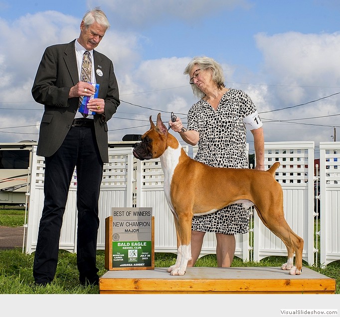 Bob takes WD. BW, and another 3
                                point major to complete his AKC
                                championship requirements at the Bald
                                Eagle KC show on July 30, 2021 under
                                judge Mr. Jon R. Cole, owner-handled by
                                Lee Morris.