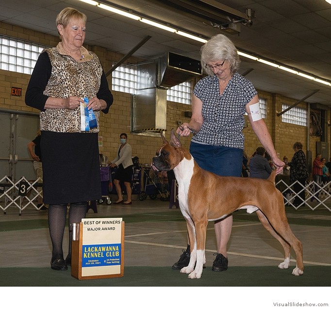 Bob takes WD, BW, and his 3rd major
                                (3 points) at the Lackawana KC show on
                                July 29, 2021 under judge Mrs. Terry L.
                                Berrios, owner-handled by Lee Morris.