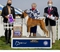 Bob takes WD and a 5 point
                                    major at the Potomac Boxer Club
                                    specialty (held in conjunction with
                                    the Old Dominion KC of Northern
                                    Virginia) on April 24, 2021 under
                                    judge Mrs. Paula Nykiel, handled by
                                    Ginny Shames.