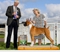 Bob takes WD. BW, and another 3
                                    point major to complete his AKC
                                    championship requirements at the
                                    Bald Eagle KC show on July 30, 2021
                                    under judge Mr. Jon R. Cole,
                                    owner-handled by Lee Morris.