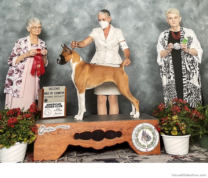 Cara takes 2nd place in the
                                Bred-By-Exhibitor Fawn Bitch class at
                                the ABC National on June 16, 2022 under
                                judge Mrs. Sandy Orr, handled by Wendy
                                Bettis.