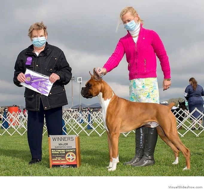 Ed takes WD and a 4 point major at the Potomac Boxer Club specialty (held as a supported entry of the Baltimore County KC) on April 25, 2021 under judge Mrs. Polly (Mrs. Robert) D. Smith, handled by Heather Bremmer.