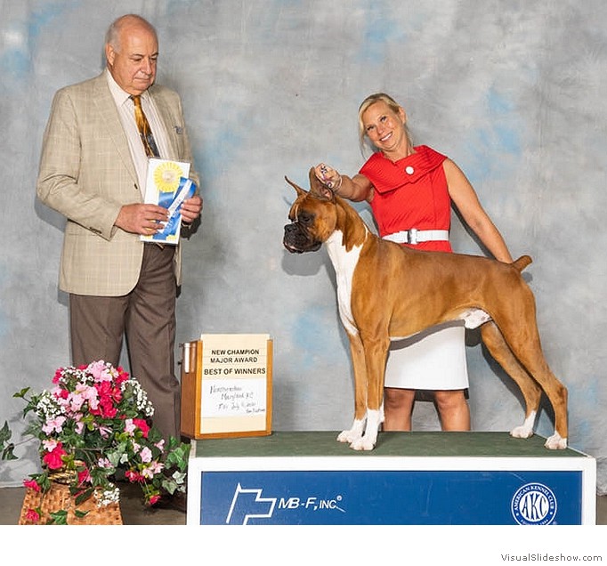 Ed takes WD, BW and a 4 point major to complete his AKC championship at the Northeastern Maryland KC show on June 9, 2021 under judge Dr. Albert P. Bianchi, handled by Heather Bremmer.
