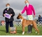 Ed takes WD and a 4 point major at the Potomac Boxer Club specialty (held as a supported entry of the Baltimore County KC) on April 25, 2021 under judge Mrs. Polly (Mrs. Robert) D. Smith, handled by Heather Bremmer.