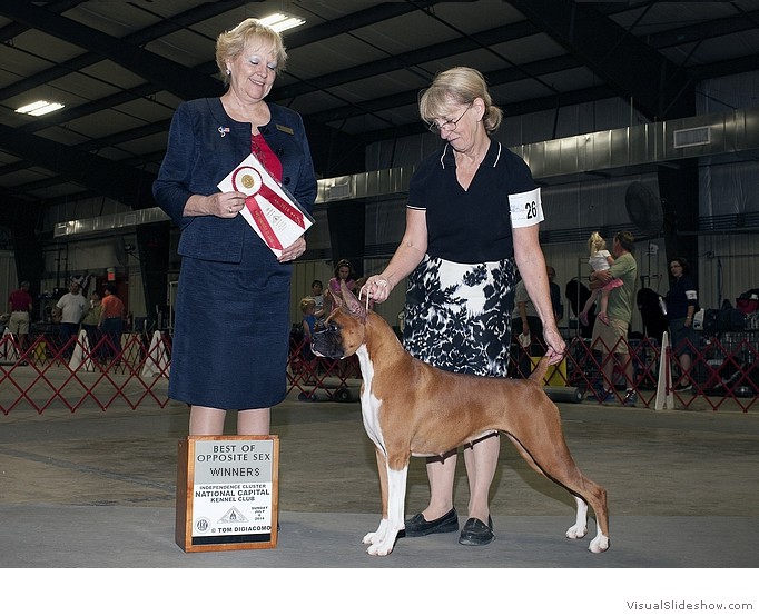 Emmy takes WB, BOS, and 2 points at
                                the National Capital KC show on July 6,
                                2014 under judge Mrs. Terry L. Berrios,
                                breeder/owner handled by Lee Morris.