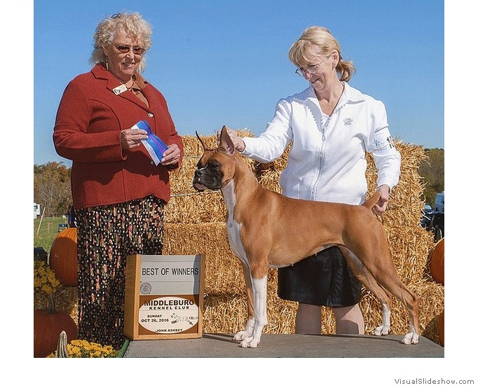 Emmy takes WB, BW and 2 points at
                                the Middleburg KC show on October 62,
                                2014 under judge Ms. Marion Dee Ward,
                                breeder/owner handled by Lee Morris.