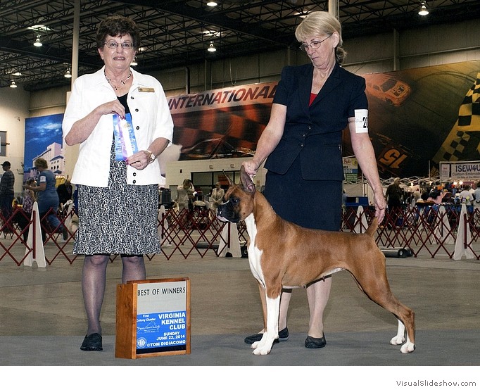 Emmy takes WB and BW at the
                                Virginia KC show on June 22, 2014 under
                                judge Mrs. Cindy Meyer, breeder/owner
                                handled by Lee Morris.