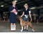 Emmy takes WB, BOS, and 2
                                    points at the National Capital KC
                                    show on July 6, 2014 under judge
                                    Mrs. Terry L. Berrios, breeder/owner
                                    handled by Lee Morris.
