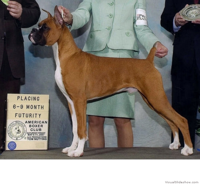 Frankie places 3rd in the 6-9 Fawn Futurity class at the 2007 American Boxer Club National Specialty under judge Dr. Daniel A. Buchwald.