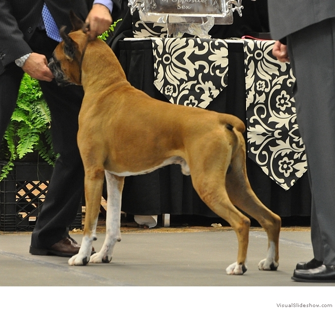 Frankie in-the-ring at the 2014 American Boxer Club National Specialty where he took 1st in the 6-8 Veteran class, Best Veteran Dog, and another Award of Merit!  Photo by Karen Knox.