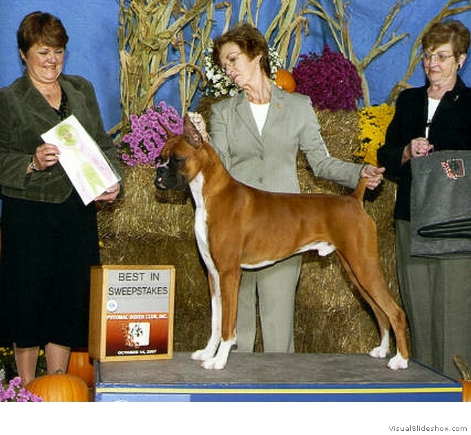 Frankie takes Best Junior and Best in Sweeps at the Potomac Boxer Club Specialty on October 14, 2007 uinder judge Ms. Peggy Otto.