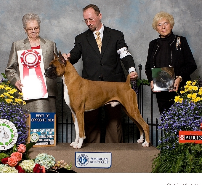 Frankie takes BOS at the 2011 American Boxer Club National Specialty under judge Mrs. Shirley Bell.