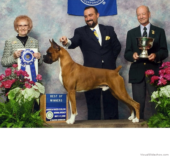 Frankie takes WD, BW, and a 5 point major at the 2008 American Boxer Club National Specialty under judge Mrs. Lawrence J. (Janet) Sinclair.