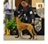 Frankie in-the-ring at the 2014 American Boxer Club National Specialty where he took 1st in the 6-8 Veteran class, Best Veteran Dog, and another Award of Merit!  Photo by Karen Knox. 