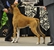 Frankie in-the-ring at the 2014 American Boxer Club National Specialty where he took 1st in the 6-8 Veteran class, Best Veteran Dog, and another Award of Merit!  Photo by Karen Knox.