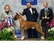 Frankie takes WD, BW, and a 5 point major at the 2008 American Boxer Club National Specialty under judge Mrs. Lawrence J. (Janet) Sinclair.