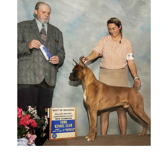 Hank takes WD, BW, and a 4 point major to complete his AKC championship requirements at the York KC show on March 18, 2022 under judge Mr. Howard E. Engel, handled by Monique Mastrapasqua.