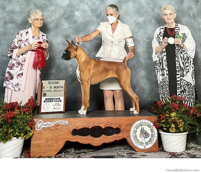Hope takes 2nd place in the 12-15
                                Fawn Puppy Bitch class at the ABC
                                National on June 16, 2022 under judge
                                Mrs. Sandy Orr, handled by Wendy
                                Bettis.