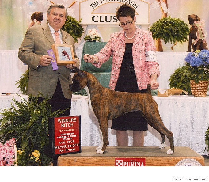Ivy takes WB and another 4 point major to complete her AKC championship requirements at the Georgia Boxer Club Specialty on April 13, 2008 under judge Mr. Terry Stacy, handled by Tami Mishler.