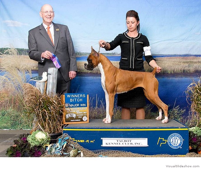 Katie takes WB and her second major at the Talbot KC show on November 8, 2018 under judge Mr. Donavon Thompson, handled by Heather Christine Buehner.