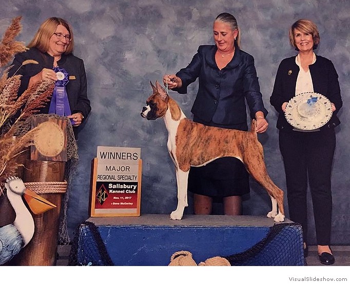 Kelsei takes WB and a 5 point major
                                (from the 6-9 Brindle class) at the ABC
                                Regional Specialty (held in conjunction
                                with the Salisbury KC show) on November
                                11, 2017 under judge Ms. Bridget J.
                                Brown, handled by Wendy Bettis.