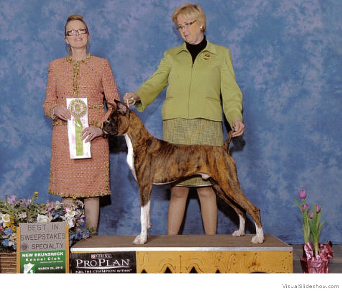 Kimmo takes Best in Sweeps at the Boxer Club of Long Island Specialty (held in conjunction with the New Brunswick KC show) on March 26, 2010 under judge Ms. Victoria Oelerich.