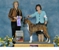 Kimmo takes WD and a 4 point major at the Bronx County KC show on March 27, 2011 under judge Mrs. Cheryl C. Robbins.