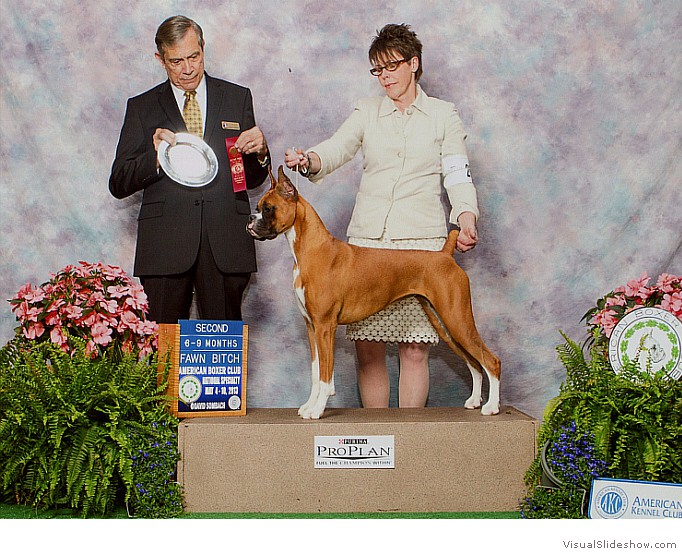 Lark takes 2nd place in the 6-9 Fawn class at the 2013 American Boxer Club National Specialty.