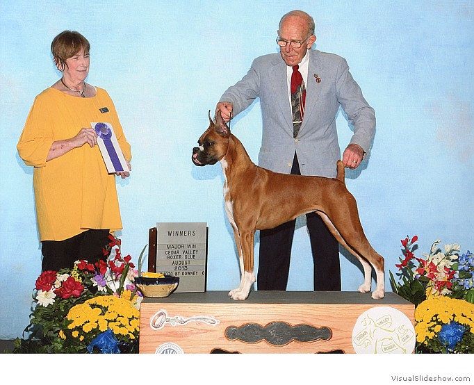Lark takes WB and a 4 point major at the Cedar Valley Boxer Club Specialty on August 29, 2013 under judge Mrs. Ann Gilbert.