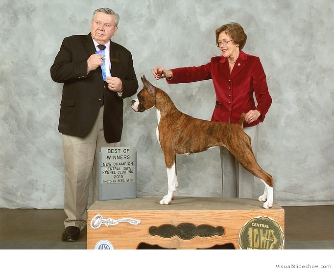 Meadow takes WB, BW, and a 4 point major to complete her AKC championship requirements at the Central Iowa KC show on January 17, 2015 under judge Mr.Terry Stacy, handled by Jane Flowers.