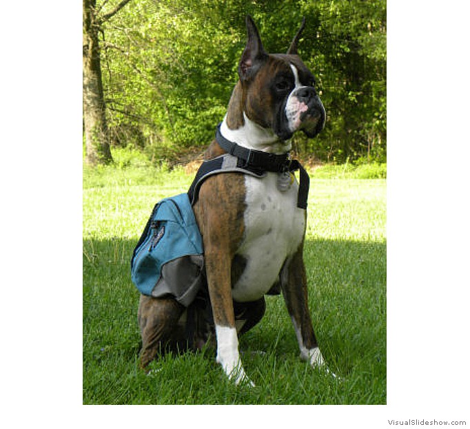 Newman modeling his backpack and
                                ready to go hiking.