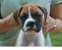 Ricki - Puppy Headshot