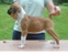 Ricki - Stacked Pup
