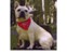 Roger is a Dog Scout of America and a dog that gives back.