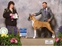 Siena takes 1st place in the
                                    8-10 Veteran Bitch class and Best
                                    Veteran Bitch at the 2014 American
                                    Boxer Club National Specialty under
                                    judge Mrs. Patricia Mullen.