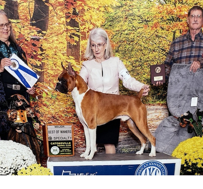 Vincent takes WD, BW, and a 5 point
                                major from the BBE class at the Maryland
                                Boxer Club Specialty on October 11, 2025
                                under judge Ms. Denise Dean,
                                owner-handled by Lee Morris.
