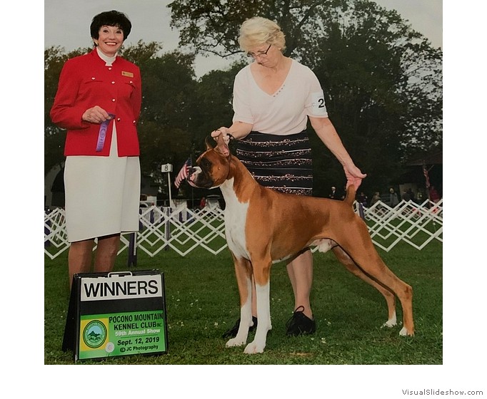 Wyatt takes WD and the final point to complete the requirements for his AKC championship at the Pocono Mountain KC on September 12, 2019 under judge Mrs. Barbara Dempsey Alderman.