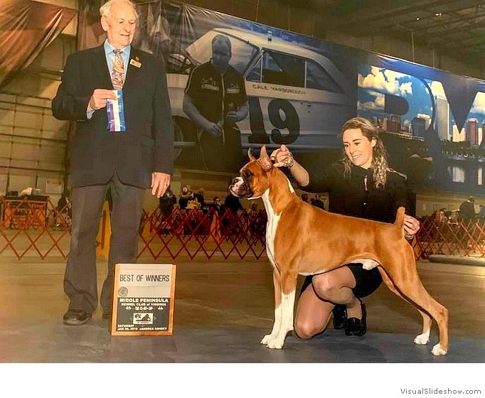 Wyatt takes WD and BW at the Middle Peninsula KC of Virginia on January 26, 2019 under judge Mr. Robert J. Shreve, handled by Monique Mastrapasqua.